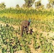 Distribution de semences en Mauritanie