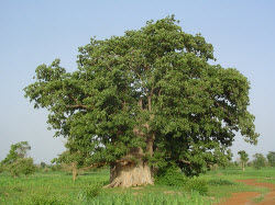 L'arbre Baobab du Sénégal L'arbre Baobab du Sénégal