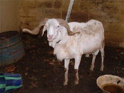 Les voleurs ont repris leurs actes ignobles � Bakel