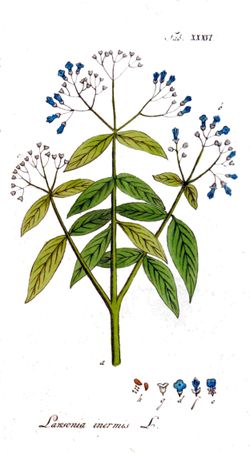 Plante du Henne
