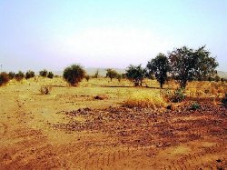 MALI: Au-delà de la sécheresse: "Les familles disparaîtront" MALI: Au-delà de la sécheresse: "Les familles disparaîtront"