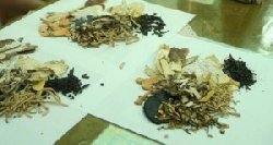 M�decine traditionnelle : le S�n�gal appel� � confirmer la r�gle