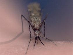 Paludisme: un vaccin français prometteur Paludisme: un vaccin français prometteur