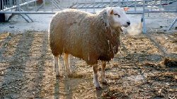C'est l'Aid El K�bir, la f�te pour les musulmans ! 