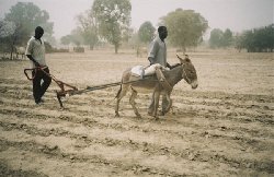 S�n�gal: Matam: Les mille et un probl�mes des paysans