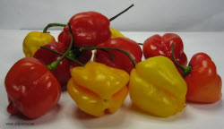 Piment africain ou antillais Piment africain ou antillais