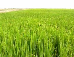 Les partenaires au d�veloppement invit�s � soutenir le Programme national d�autosuffisance en riz 