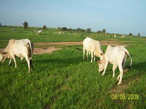  Une histoire in�dite ou la reconnaissance d�un taureau � l��gard de ses deux maitresses !