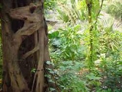 L�Afrique peut devenir un acteur majeur du green business